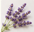 Pure French Lavender & Chamomile Essential Oils